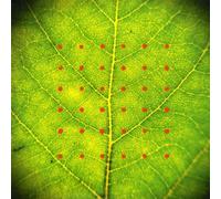 Hukwe Zawose & Michael Brook - Assembly