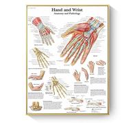Humaine Anatomie Affiche, peinture Sur Toile d'Anatomie de Structure Musculaire/Organique/Osseuse Humaine, sans Cadre(G,30x45cm)