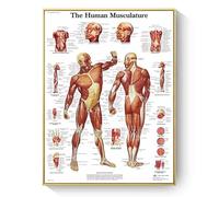 Humaine Anatomie Affiche, peinture Sur Toile d'Anatomie de Structure Musculaire/Organique/Osseuse Humaine, sans Cadre(D,60x80cm)