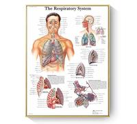 Humaine Anatomie Affiche, peinture Sur Toile d'Anatomie de Structure Musculaire/Organique/Osseuse Humaine, sans Cadre(O,50x70cm)