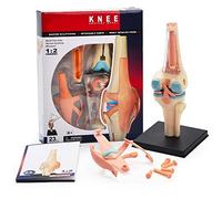 Human 1: 2 Modèle de simulation articulaire du genou anatomique, 23 parties amovibles du modèle d'éducation médicale, puzzle de 4D jouets