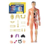 Human Anatomy 3D Realistic Assembly Educational