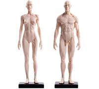 Human Anatomy Figure - Femme et Homme Modèle musculo-squelettiques Anatomie - Humain Muscle Anatomical modèle d'os - Matériau PU,A