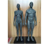 Human Anatomy Figure - Muscle Humain Squelette Modèle Anatomique 11,8 Pouces Homme Muscle modèle d'os - Human Anatomy Figures