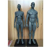 Human Anatomy Figure - Muscle Humain Squelette Modèle Anatomique 11,8 Pouces Homme Muscle modèle d'os - Human Anatomy Figures Figure Dessin Mannequin - Référence pour L'Artiste,Combination