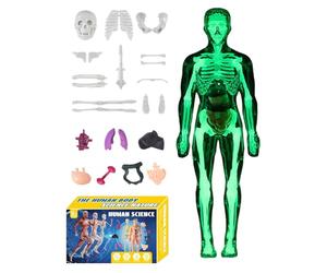 Human Anatomy Model 3D - Human Anatomy Model | Réalistic 3D Body Structure Models | Cognitive Anatomical Assembly Educational Toys For Classroom, Homeschooling, Science Project, Science Educators