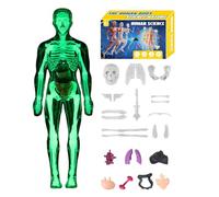 Human Anatomy Modèle 3D - 10 x 28,5 cm ABS Transparent Torse Figurine, Organes Os amovibles, Montable Lumineux Foncé Sciences, Éducation, Enseignement à la Maison | Pour élèves et enseignants