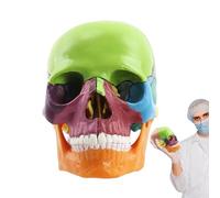 Human Anatomy skullModel - Full Size Cranial, Educational skullStructure, 15 Piece Bone Study Model, Realistic Artificial Cranium | Detailed Medical Training skullHead Display with Detachab