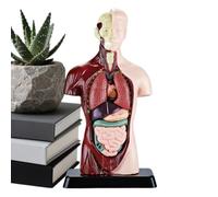 Human Body Anatomy - Detachable Torso Anatomy Kit Educational Science