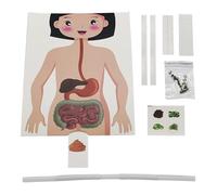 Human Body Anatomy Model | Stand & Guide Book | Build Your Own Human Body Kit | Nature Discovery | STEM Learning Toy | Ages 8+ | Multicolor