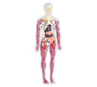Human Body Anatomy Model Toy | ABS et PP | 31,2 x 3,9 pouces x 3,9 pouces, puzzle souple | Kit d'assemblage squelette et organes pour de 4 à 8 ans | Kit d'apprentissage scientifique éducatif