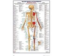 HUMAN BODY / Corps Human - 61x91,5 cm - AFFICHE / POSTER G