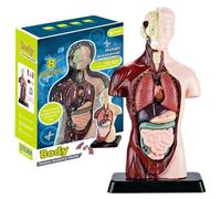 Human Body Model for Kids, 9.6 inch Realistic Human Anatomy Toy with 6 Pcs Removable Organ Parts, Interactive Body Toy Educational Toys for Kids Aged 6+ Gifts Anatomy Toys