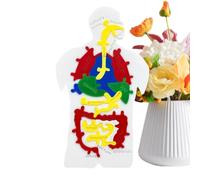 Human Body Puzzle Model - PP 25,1 x 14,5 x 0,9 cm | Digestive System Jigsaw Educational Toy | Scientific Learning Anatomy Puzzle For Students Teachers For Classroom Home Study