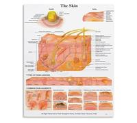 Human Body Science Poster Skin Anatomy Educational Canvas Wall Art for Classroom Office Bedroom(Framed,12x18inch(30x45cm))