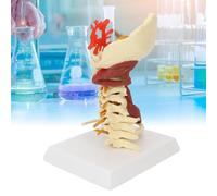 Human Cervical Spine Model, Human Cervical Vertebra Anatomy Model with Nerve and Muscles, 1:1 Human Size and Sturdy PVC Material, High Anatomical Accuracy, for Hospital, School, Demonstration