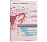 Human Conception to Fetal Growth Diagram Infographic Poster Pregnancy Development Educational Canvas Wall Art Living Room Bedroom(Unframed,16x24inch(40x60cm))