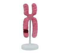 Human Discipline Structure Model with X Chromosome and Organelle Anatomy, Meiotic Biology Teaching Aid, 1000X Magnification Educational Model for Detailed Cellular Study