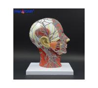 Human Head with Muscle And Nerve Blood Vessel Brain Anatomy Oral Cavity Throat Anatomical Model Skull Face Muscle Life Size