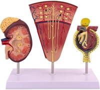 Human Kidney Anatomy Model, 3-Part Enlarge Nephron Glomerulus Renal Structure Anatomy Model, with Accurate Anatomy Structure for Demonstrate The Kidney Structure And Function