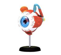 Human Modèle Modèle Anatomique Médical 4d, D'anatomie du Globe Oculaire Humain, 32 Parties Amovibles pour L'anatomie en Classe De Sciences Humaines Anatomie