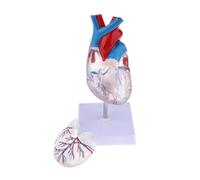 Human Modèle Modèle D'anatomie du Cœur Humain Transparent, Corps, Ressources Pédagogiques en Sciences Médicales, Squelette Humaines Anatomie