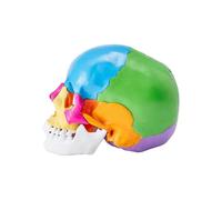 Human Skull Model, Life-Size Painted Anatomy Skull Model, PVC Anatomical Skull A