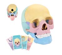 Human Skull Model | Pet 14.5x8.6x11cm Anatomical Study Teaching Detachable Bone Structure Head Education Display for Classroom Science Art Learning Use