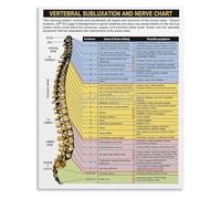 Human Spine Anatomy Metal Sign Vertebral Column Chart with Nerve Pathways Educational Biology Classroom Decor 8 X 12 in