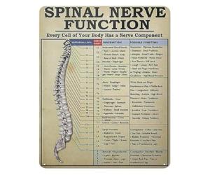 Human Spine Nerve Function Metal Sign Clinical Reference for Sports Medicine Trainer Yoga Instructor Wellness Center 8 X 12 inch
