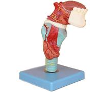 Human Throat Larynx Model with Detachable Tongue and Tooth - Life Size Anatomical Stomatology