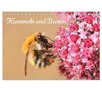 Hummeln und Bienen (Tischkalender 2026 DIN A5 quer), CALVENDO Monatskalender: Bunte Blüten und summende Gesellen - Hummeln und Bienen in 12 farbenfrohen Bildern
