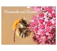 Hummeln und Bienen (Wandkalender 2026 DIN A4 quer), CALVENDO Monatskalender: Bunte Blüten und summende Gesellen - Hummeln und Bienen in 12 farbenfrohen Bildern