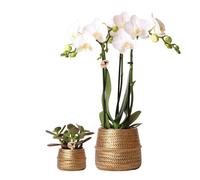 Hummingbird Company - Ensemble de plantes en or Groove | Ensemble avec orchidée Phalaenopsis blanche Amabilis 9cm et succulente verte Crassula Ovata 6cm | Y compris les pots décoratifs en céramique do