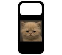 Humour drôle désapprobateur Visage de Chaton Visage de Chat Meme Coque pour iPhone 17 Pro Max