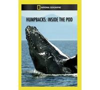 Humpbacks: Inside The Pod