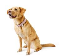 Hunter Malibu Collier pour Chien en Cuir synthétique avec Doublure en néoprène Doux, Collier Robuste avec ferrures élégantes pour Un Usage Quotidien Quotidien, Couleur Corail, Taille 55