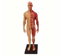 HUOYALU Modèle d'anatomie Musculaire Humaine, modèle Scientifique du système Musculaire Masculin et féminin, pour l'outil d'enseignement de l'étude de physiologie médicale,Men