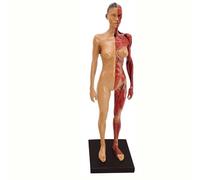 HUOYALU Modèle d'anatomie Musculaire Humaine, modèle Scientifique du système Musculaire Masculin et féminin, pour l'outil d'enseignement de l'étude de physiologie médicale,Women