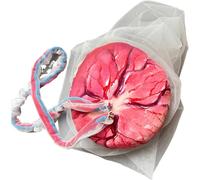 HUOYALU Modèle de Placenta, Cordon ombilical Femmes Enceintes Modèle de Placenta, pour l'enseignement de l'obstétrique et de la gynécologie