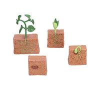 HUSHUI Modèle éducatif de Jouet de Cycle de Croissance de Plante pour des Enfants, Cycle de Vie Réaliste de Plante de Haricot, 4 Jouets D'étape de Croissance en Plastique, Parfaits pour