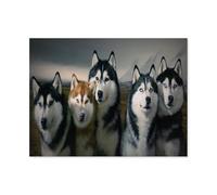 Husky de Sibérie，Puzzle 1000 Pièces Puzzle en Papier d'impression Haute Définition Défiez Le Problème Stimuler La Créativité Jeu Interactif（50x70cm）-F18