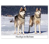 Huskys im Schnee (Wandkalender 2026 DIN A3 quer), CALVENDO Monatskalender: Portraits von Sibirischen Huskys im Winter