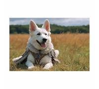 HUYEEI chien Tableau sur Toile Chien vêtu d'une armure Tableaux Modernes Impressions Salon la salle de bain Chambre Affiche Mur Image Décoration(blanc78)-70x100cm Sans cadre