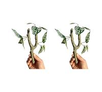 HVRFJXI Vigne Artificielle 2 Pièces pour Lézards Et Serpents Offrant Un D Sécurisé Et Une Installation Facile Décors De Terrariums Accessoires De Paysage pour Terrariums