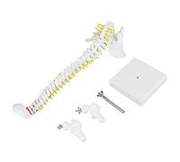 HWGING Modèle de Colonne Vertébrale, Modèle de Colonne Vertébrale avec Support de Humaine Flexible et Amovible de 38 Cm pour L'étude de L'anatomie du Squelette et l'enseignement du Squelette