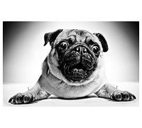 HXA DECO Affiche Animaux Carlin en Noir et Blanc - 60x40cm - Made in France - Made in France - 60x40