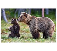 HXA DECO Affiche Animaux ourse Brune et Son Ourson - 60x40cm - Made in France - Made in France - 60x40