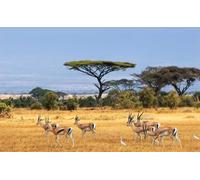 HXA DECO - Décoration Murale pour la Chambre,Tableau Animaux Grant Gazelles dans la Savane - 80x50 cm