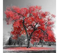 HXA DECO - Impression sur Toile, Decoration Murale, Tableau Deco Grand Arbre Rouge - 50x50 cm